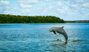 dolphin everglades