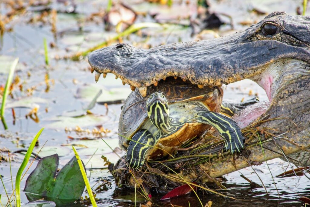 #1 - Part Day: One Hour Air Boat Ride and Nature Walk with a Naturalist ...