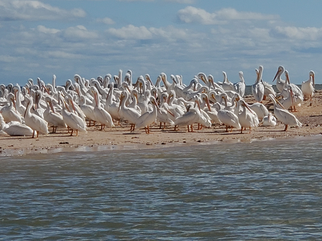 everglades-full-day-tour